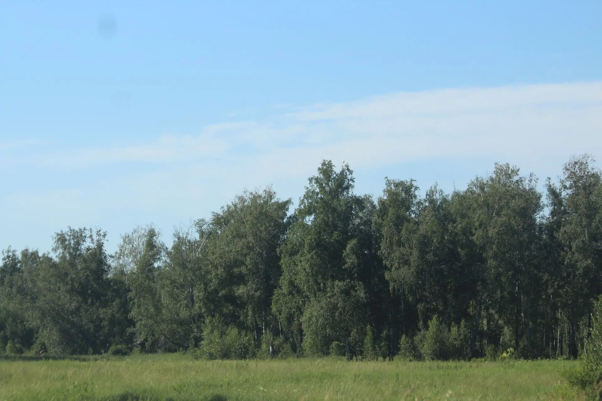 🌳Собрался в лес? Запомни, как из него выйти обратно