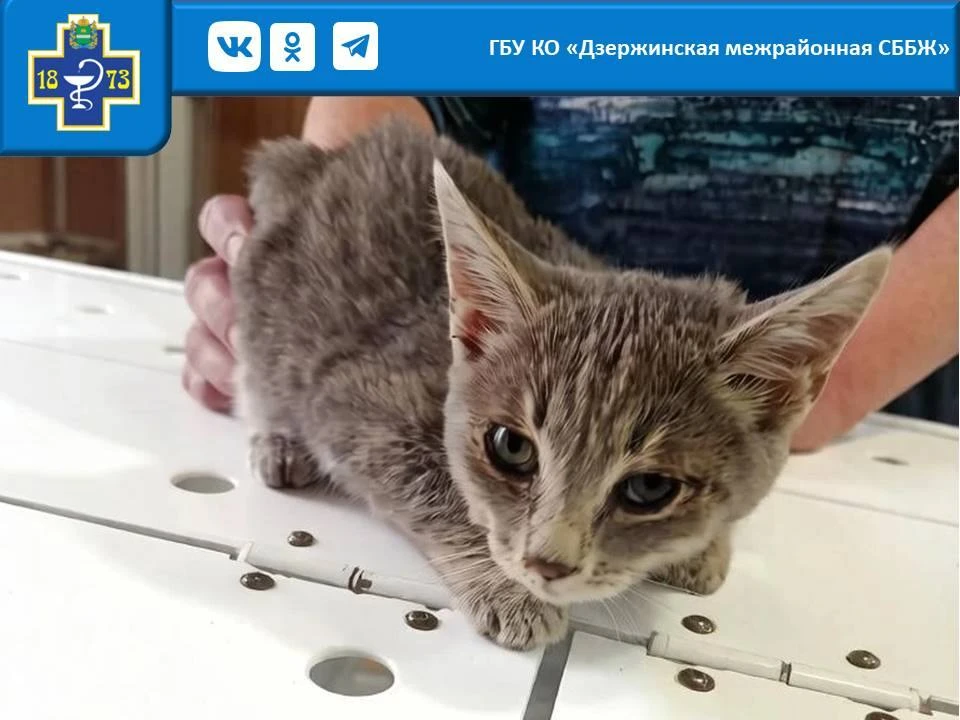 Маленький Кузя (всего 4 месяца) попал к нам в клинику с жалобами на вялость и насморк. ...