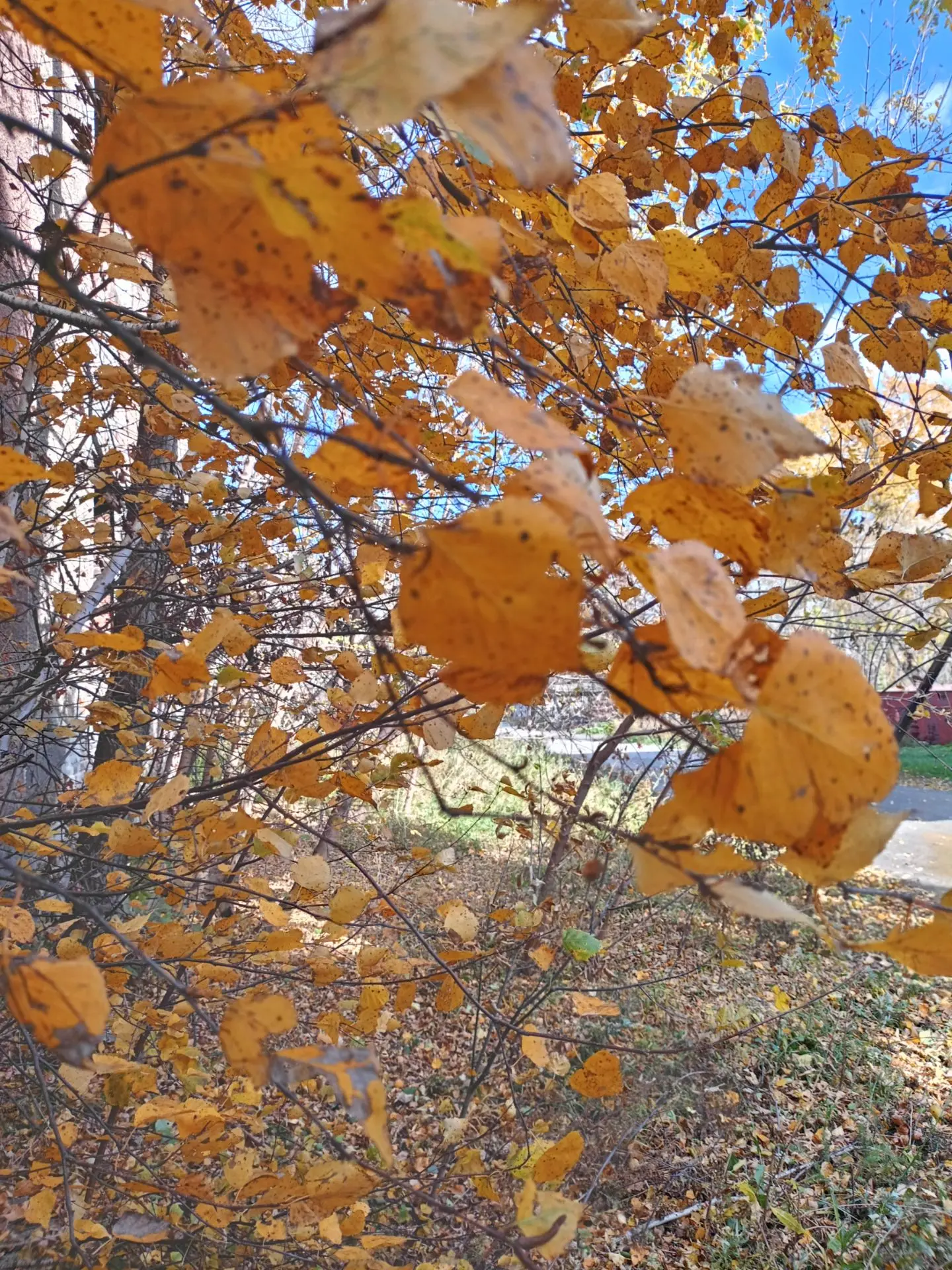 🍂🍁 Несмотря на дождливую погоду, прекрасного утра всем!