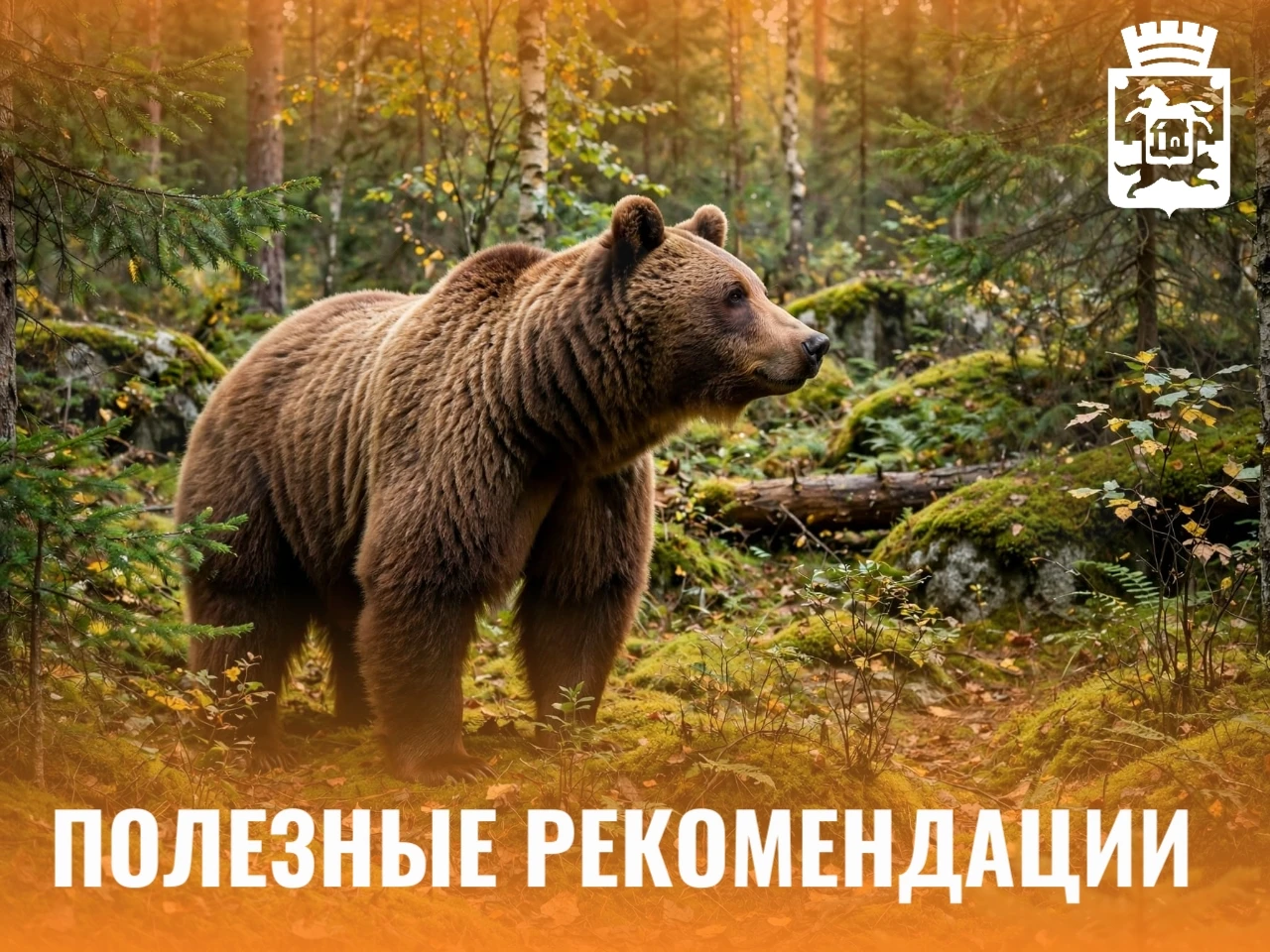 ❗Из-за участившихся случаев выхода медведей к населённым пунктам просим жителей соблюда...