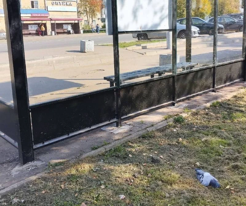 Остановка Универмаг в Нововятске на Советской улице стала ловушкой для птиц. Из-за отсу...