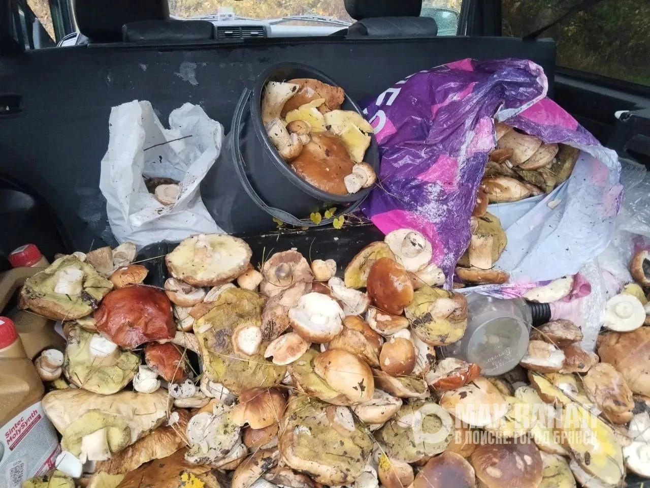 🌲🍄 Грибной сезон в Челябинске в самом разгаре!