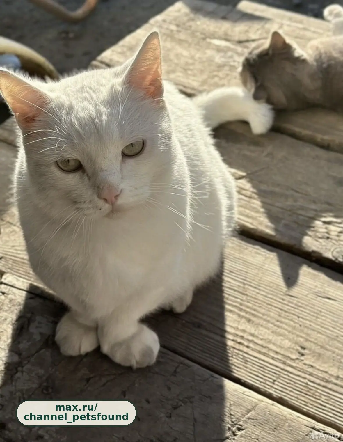 🐾 Найден питомец — Барнаул