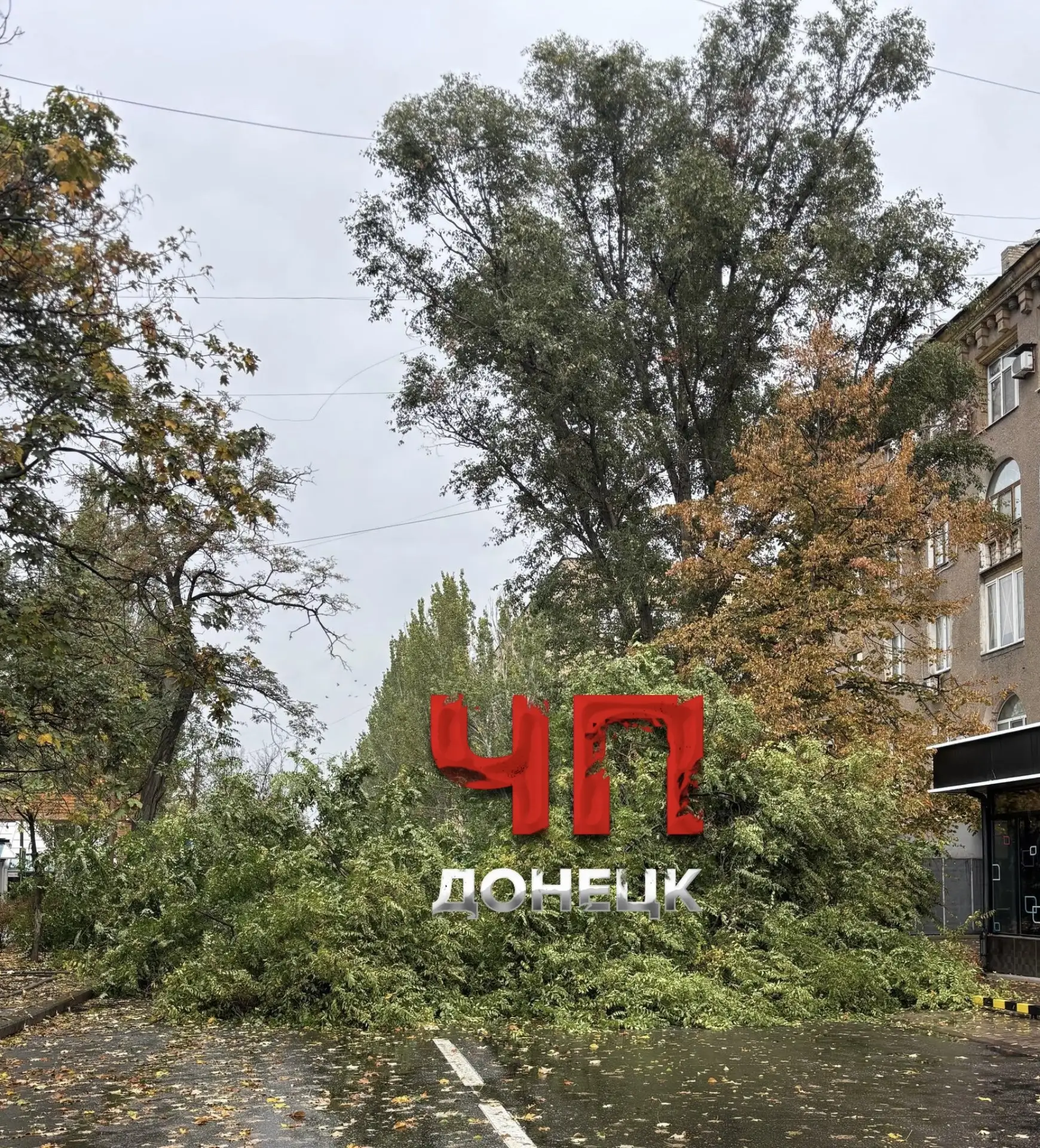 Дерево упало на бул. Пушкина