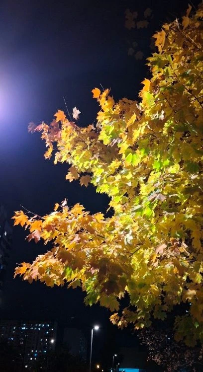 ♥️🍁🍂🍂