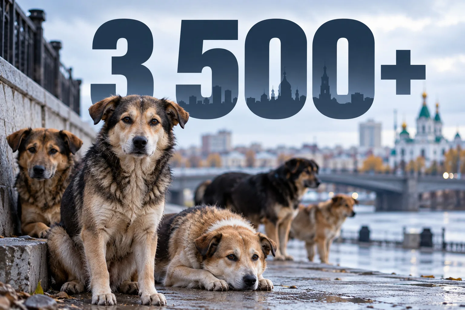 🐶 Более 3500 бездомных собак насчитали в Омске