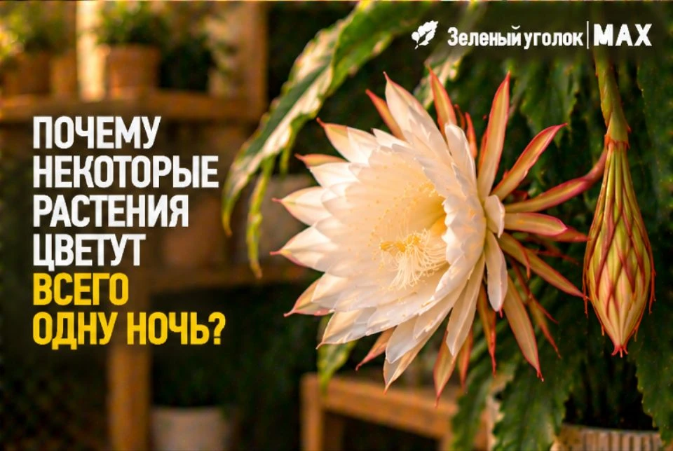 🌸 ПОЧЕМУ НЕКОТОРЫЕ РАСТЕНИЯ ЦВЕТУТ ВСЕГО ОДНУ НОЧЬ?