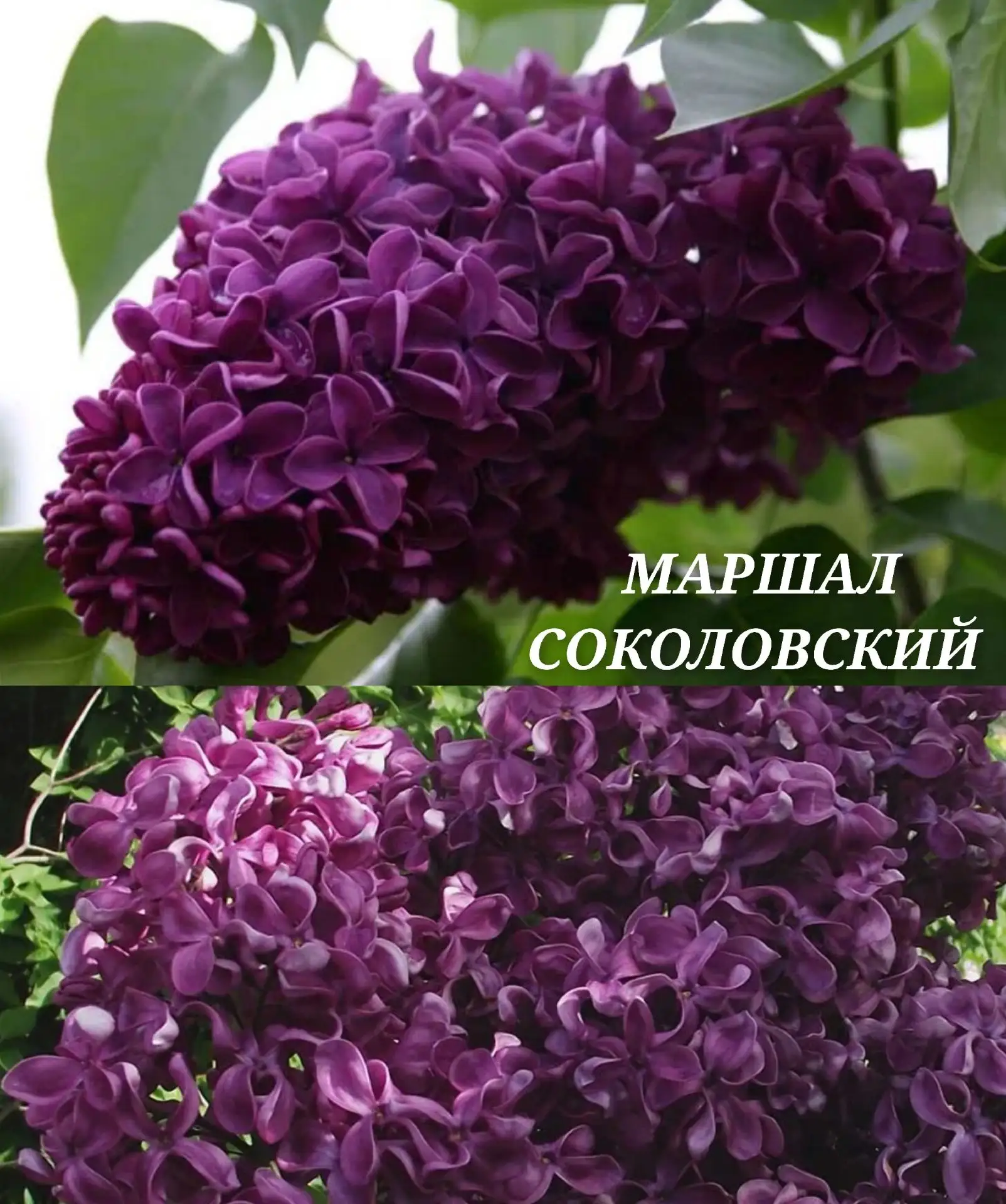 Сирень "Маршал Соколовский" ❤️😍