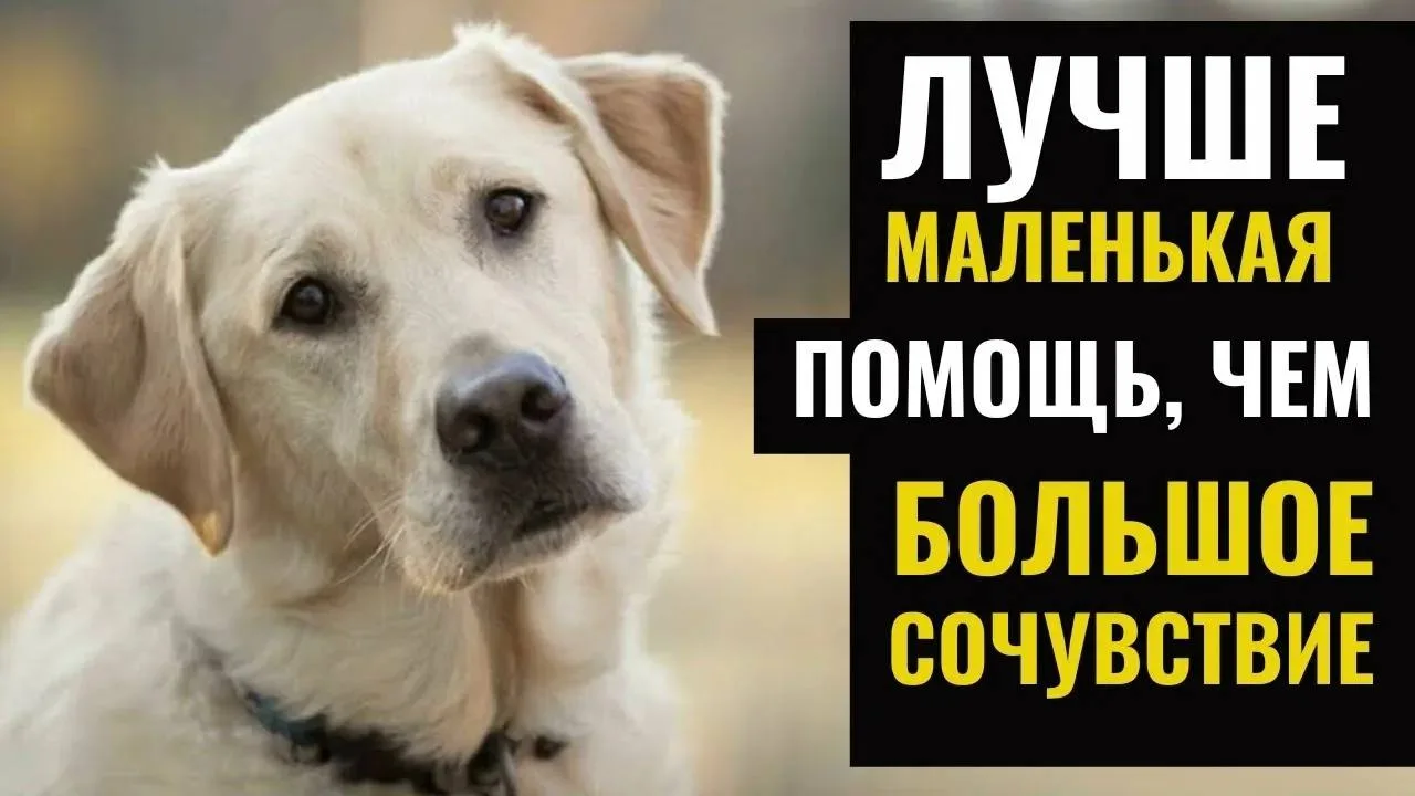 СБОР ПОМОЩИ БЕЗДОМНЫМ ЖИВОТНЫМ🐕🐈
