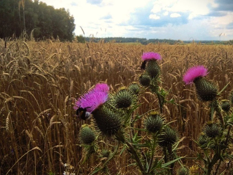 🌾🚜 На смоленских агропредприятиях нашли нарушения при использовании пестицидов.