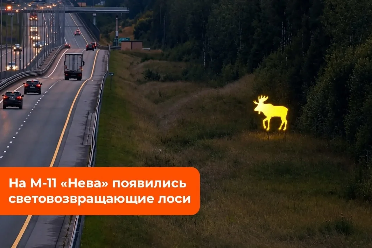 Световозвращающие лоси появились на 393-м километре трассы М-11 «Нева» в сторону Санкт-...