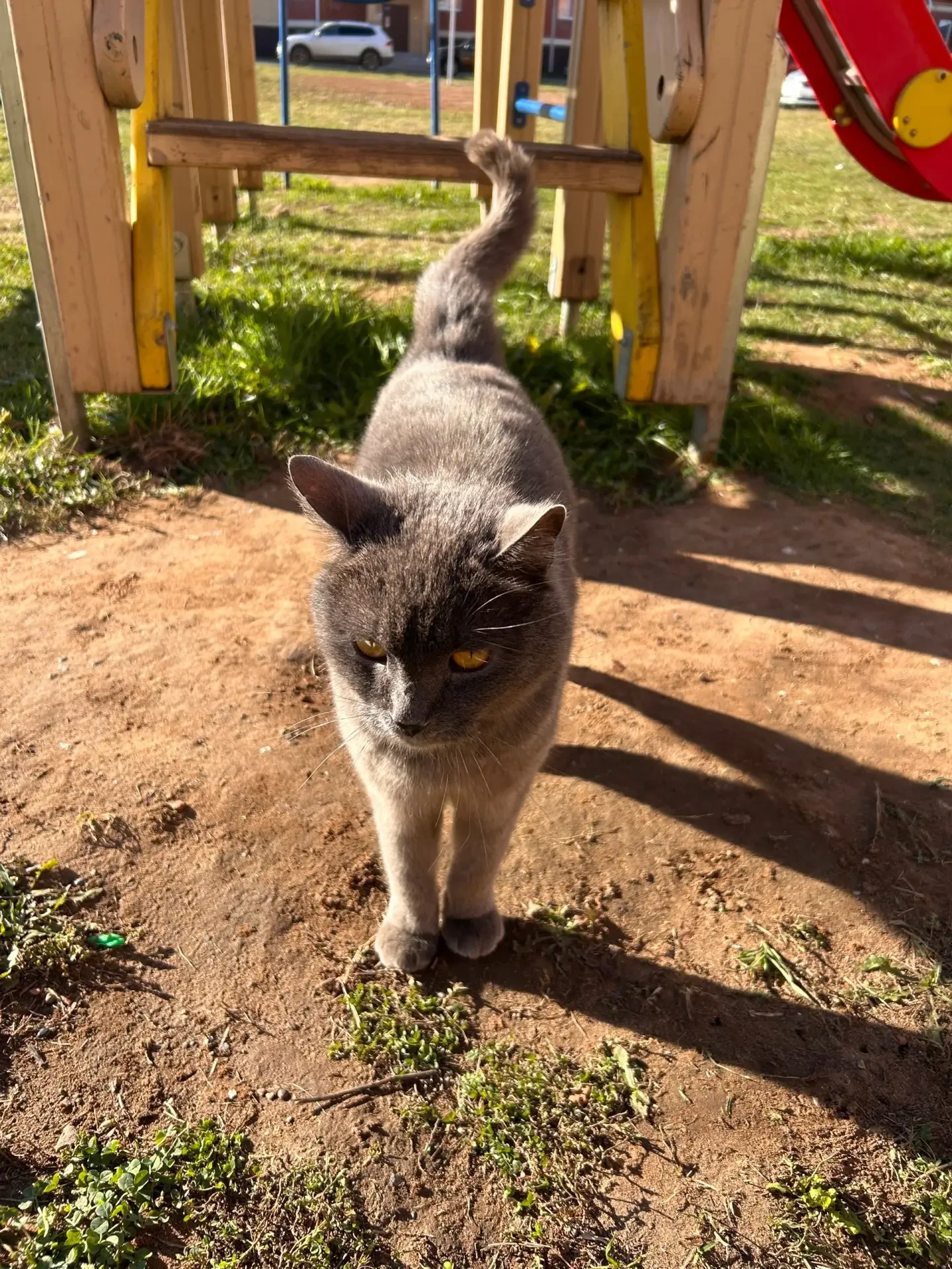 Коту британской породы ищут дом в Елабуге