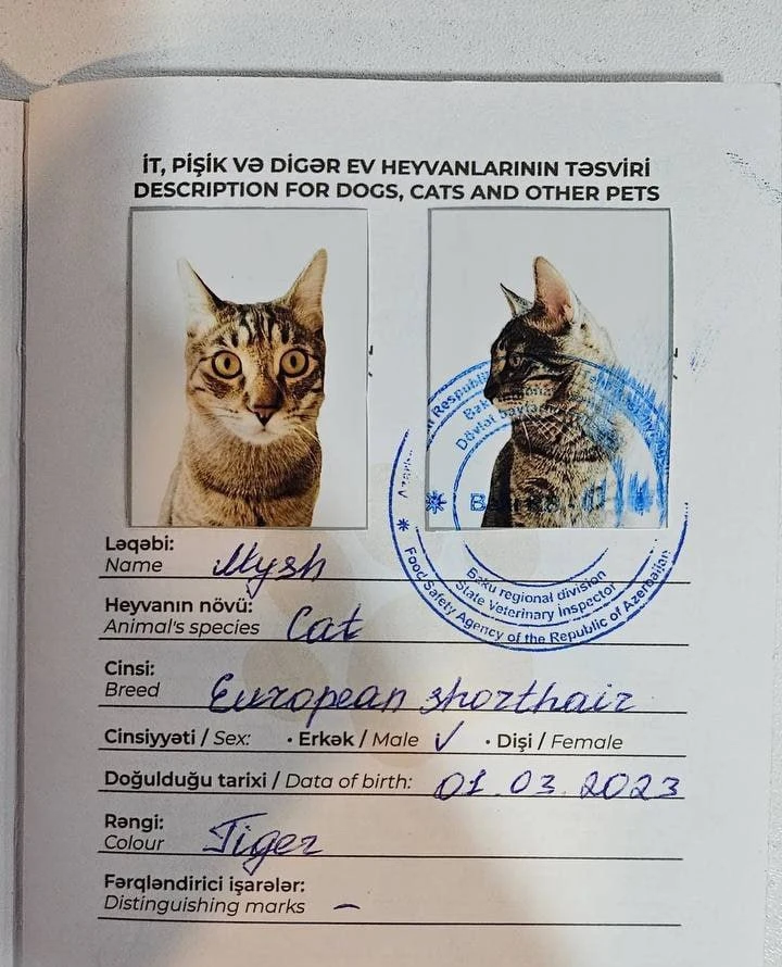Котам в Азербайджане делают паспорт и требуют фото в профиль и в анфас — узнали в сети.