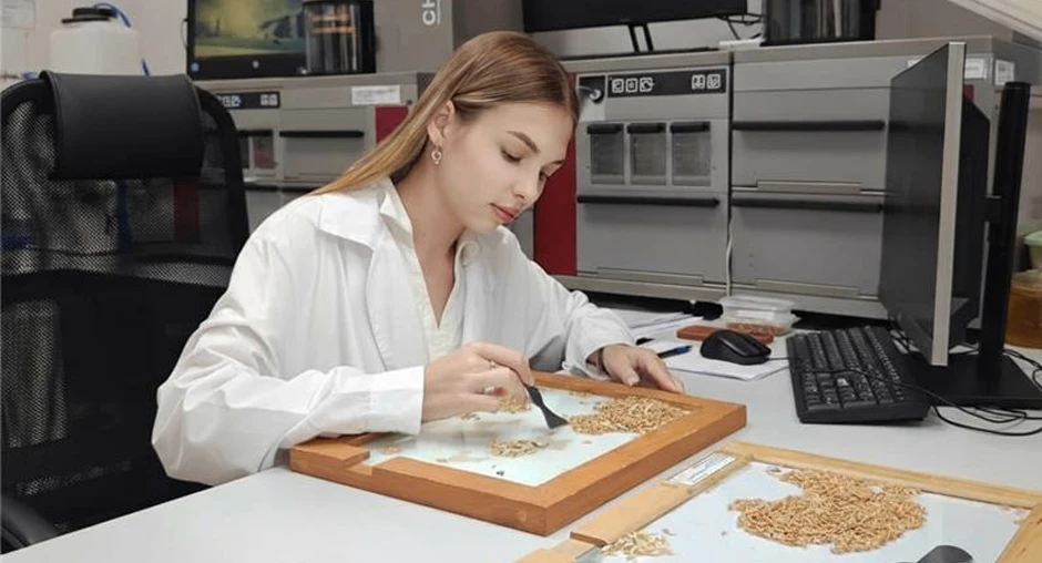 🌾 На Дону доля продовольственной пшеницы превысила 80% – ЦОК АПК