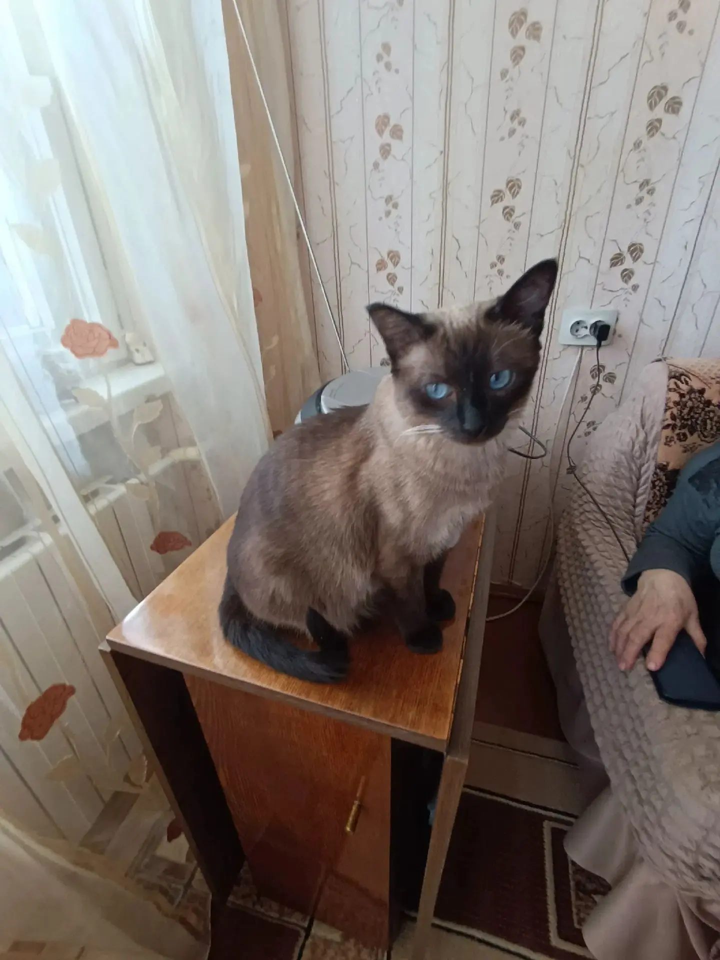 Пожалуйста, помогите найти кошку❗🐈‍⬛Пропала кошка: порода - тайская, окрас - палево-ко...