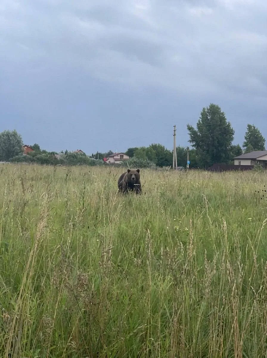 В Колыванском районе между снт Маяк и Ермак заметили медведя — сообщают местные жители