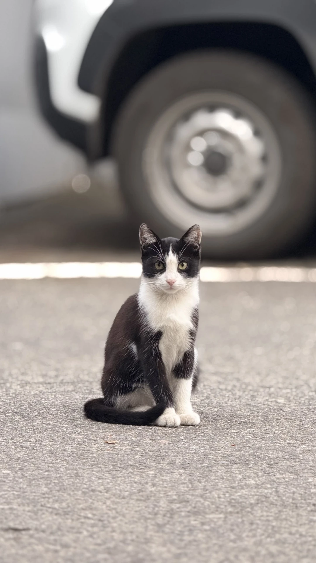 ‼ Во дворе одной из организаций Луганска живут красивые котодети 😻