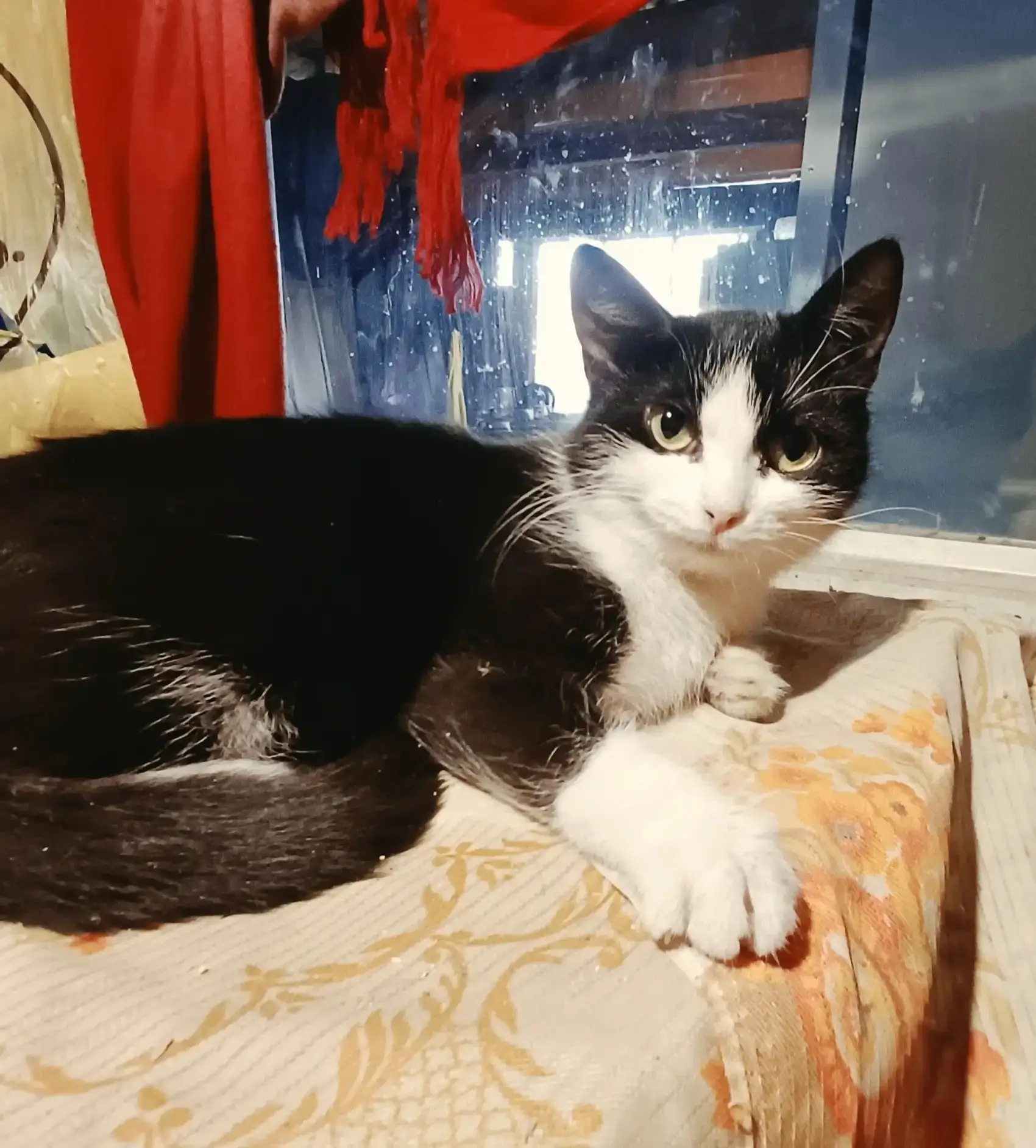 😿Молодая кошечка Ася😿