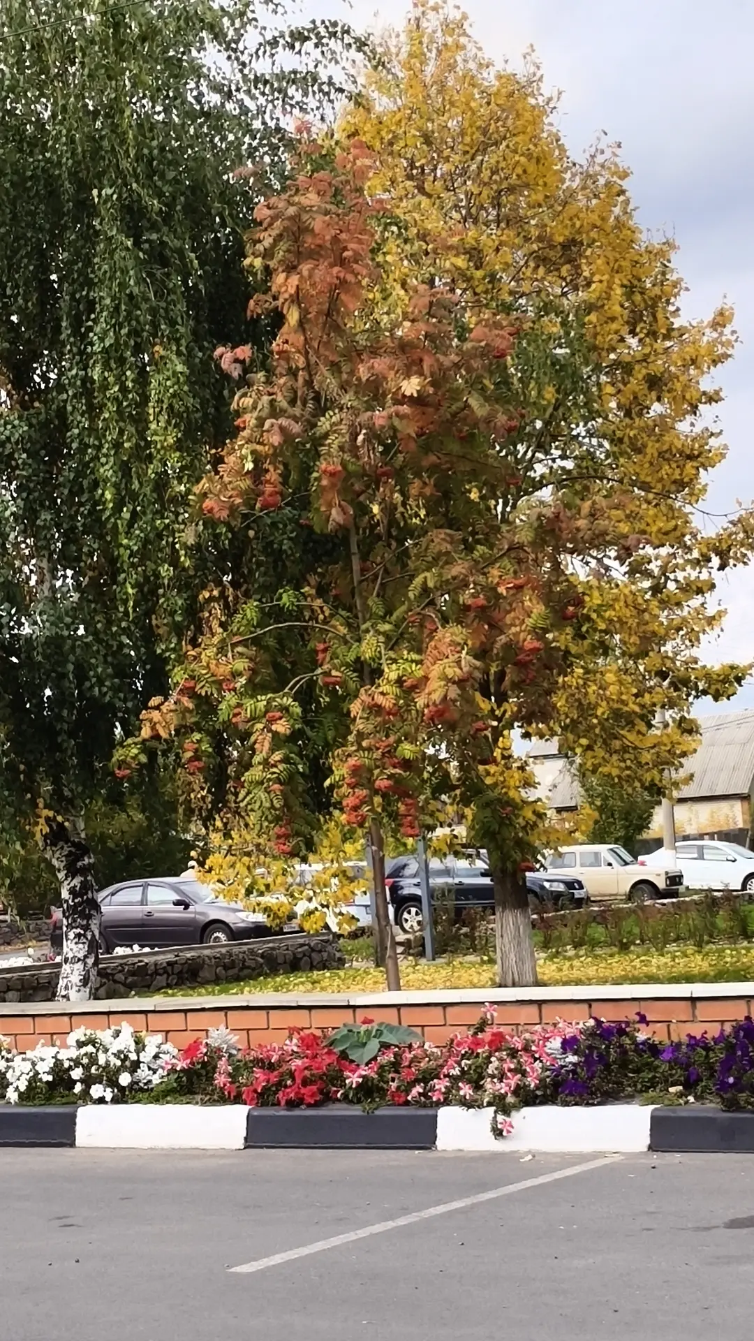 Середина октября 🍁, а на улице еще цветут цветы 🥀, деревья некоторые стоят ещё зелёные.
