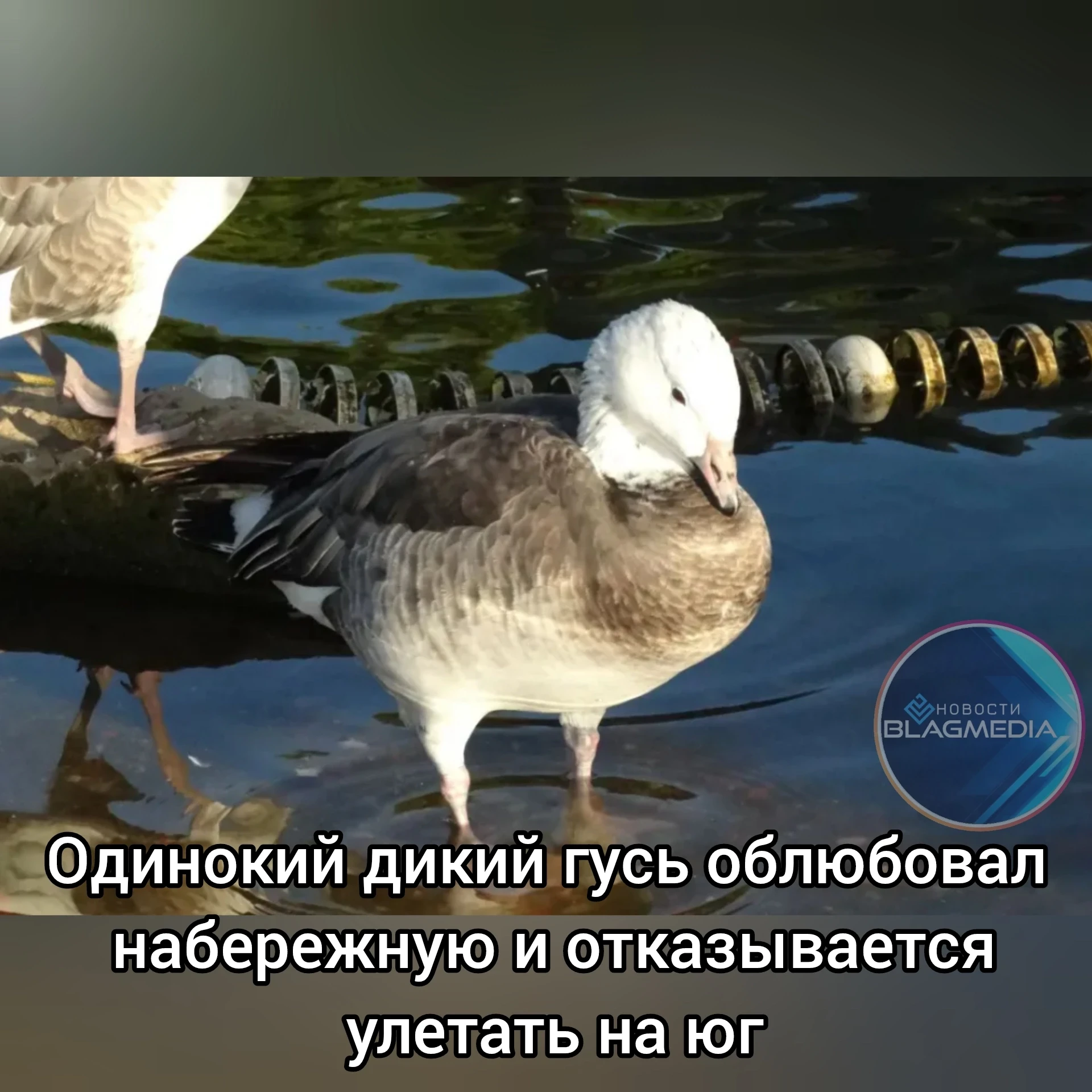 Дикий гусь поселился на новой набережной в Благовещенске. Птица обитает в районе Серебр...