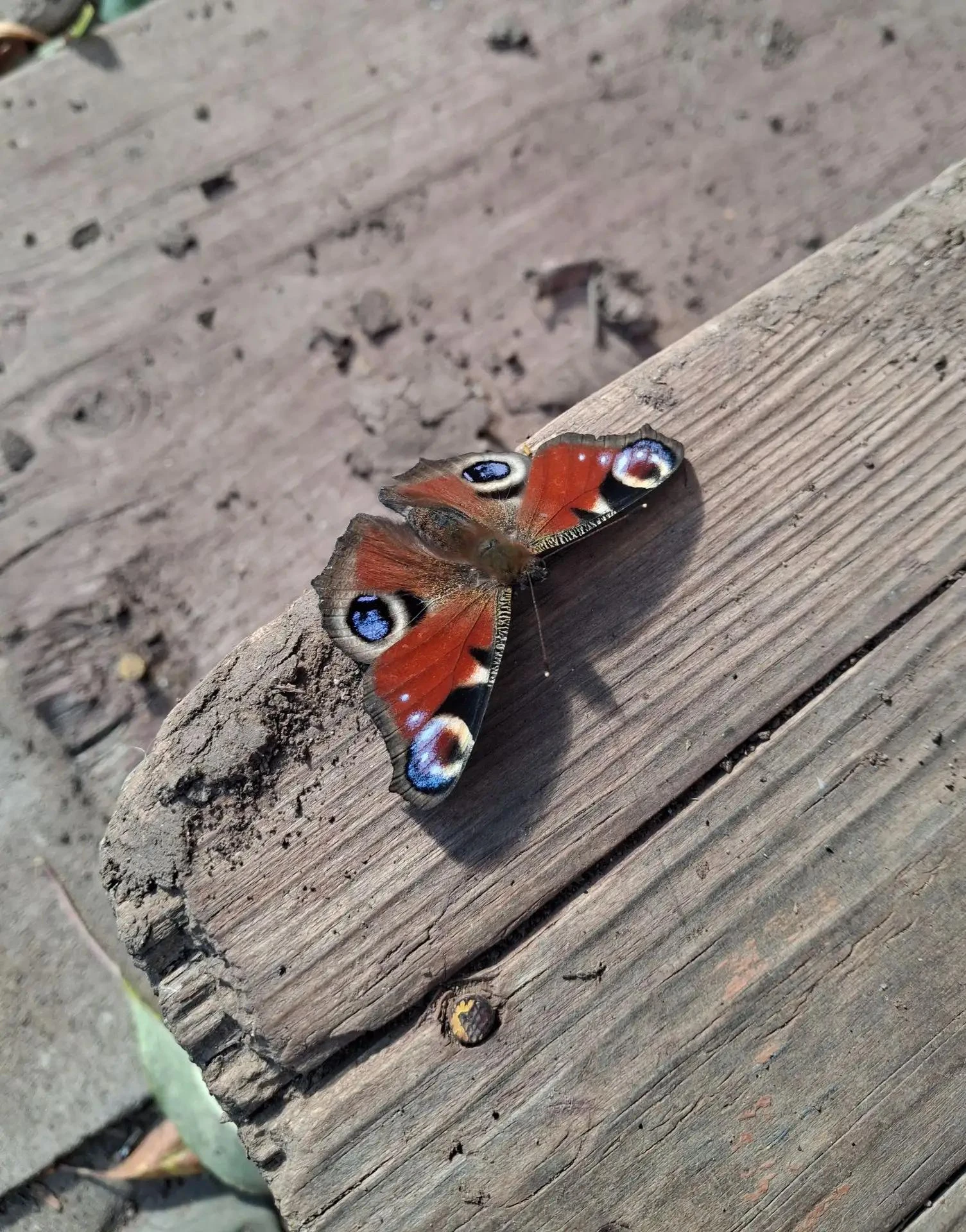 «Такую красавицу удалось снять в СНТ "Прибрежный"!» 🦋