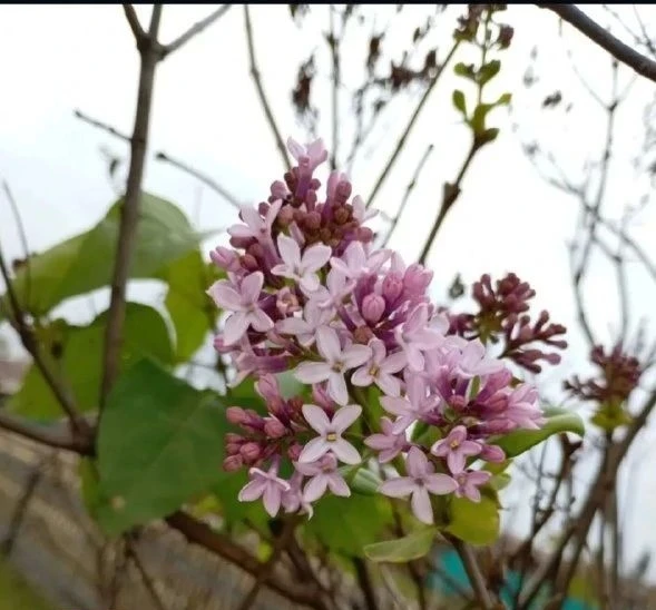 🌸 В Курагино у районного дома культуры зацвела сирень