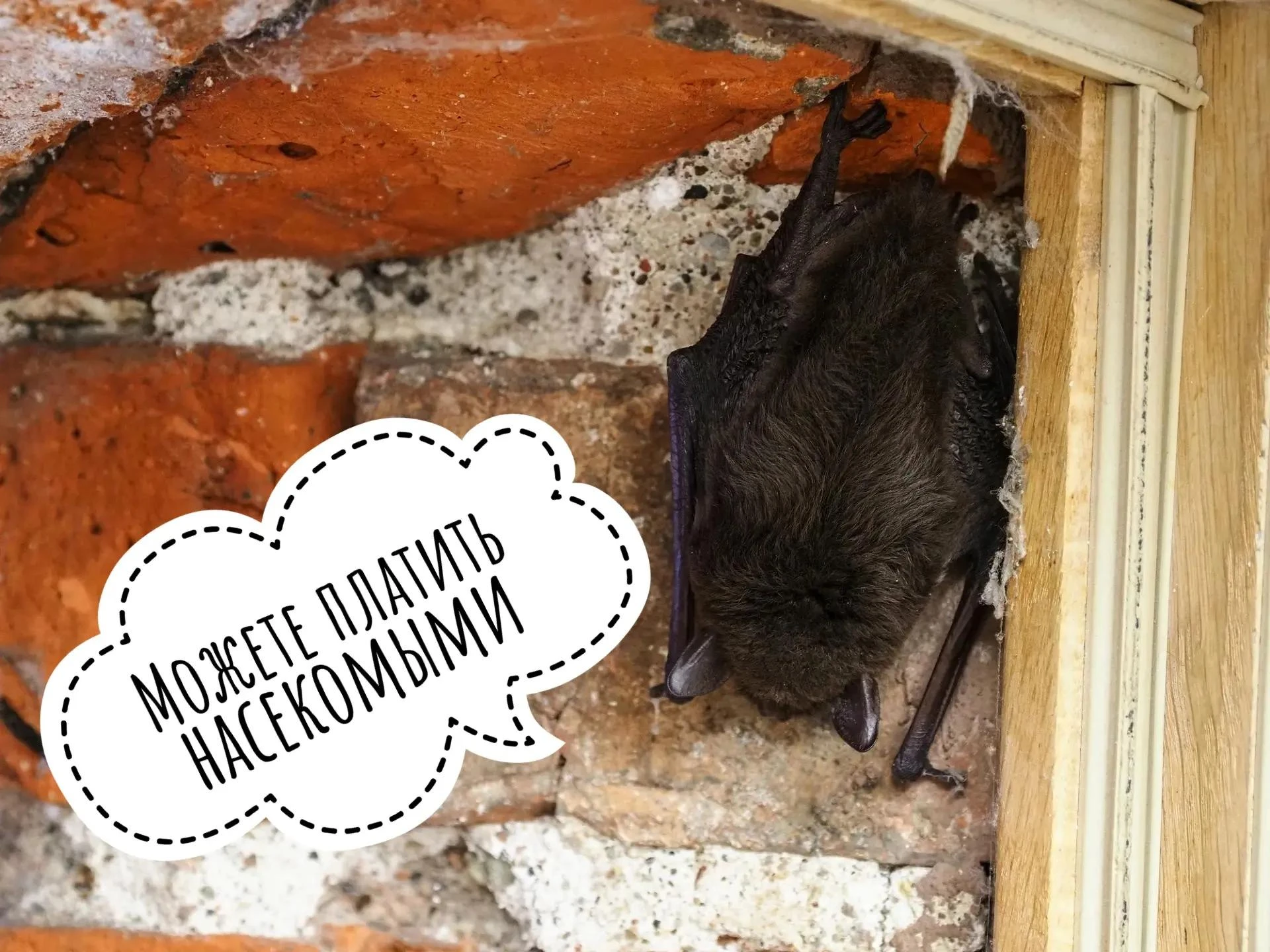 Хотела работать в музее, но уснула 🦇