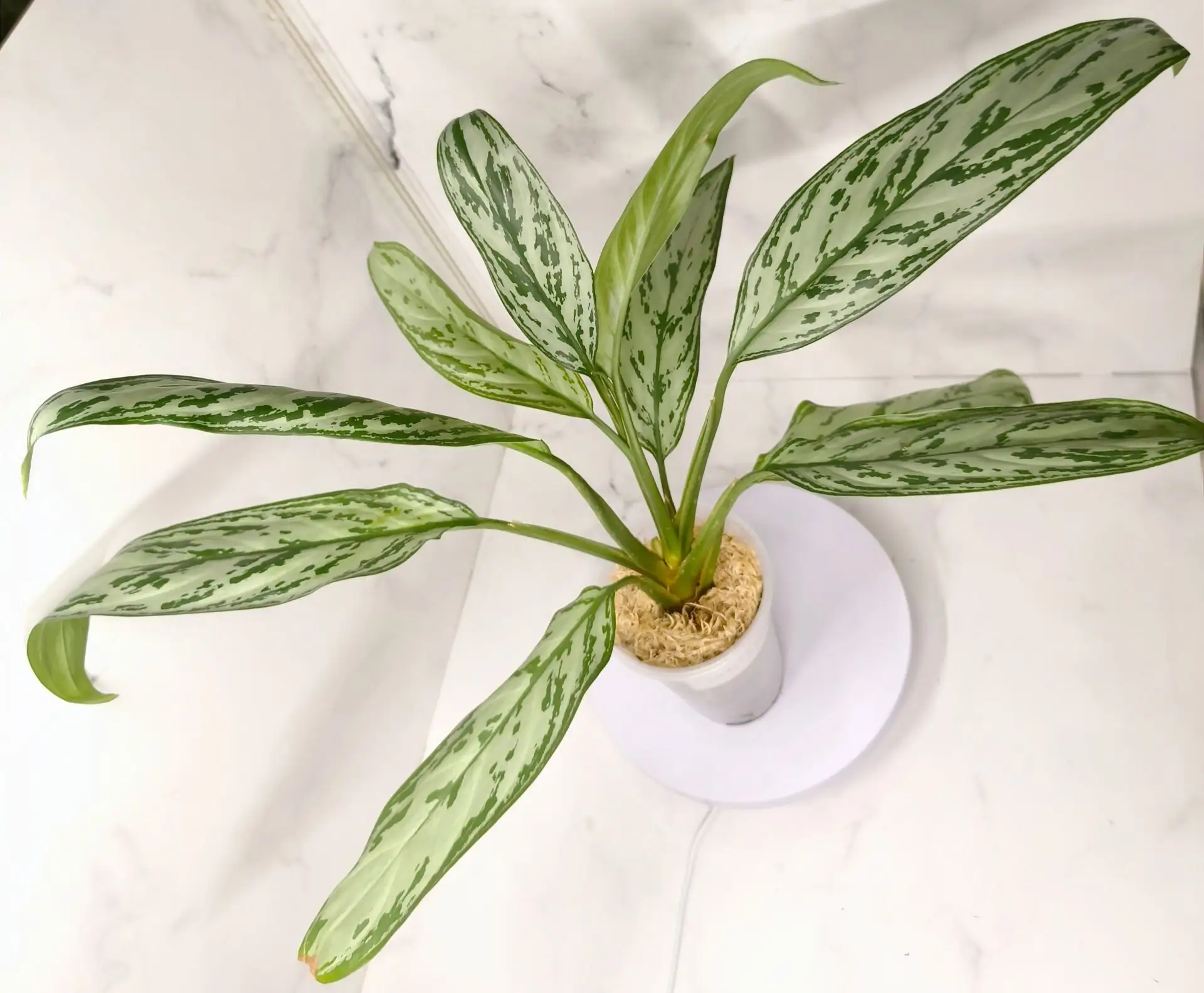 Восхитительная Аглаонема Сильвер Квин (Aglaonema Silver Queen)!!!
