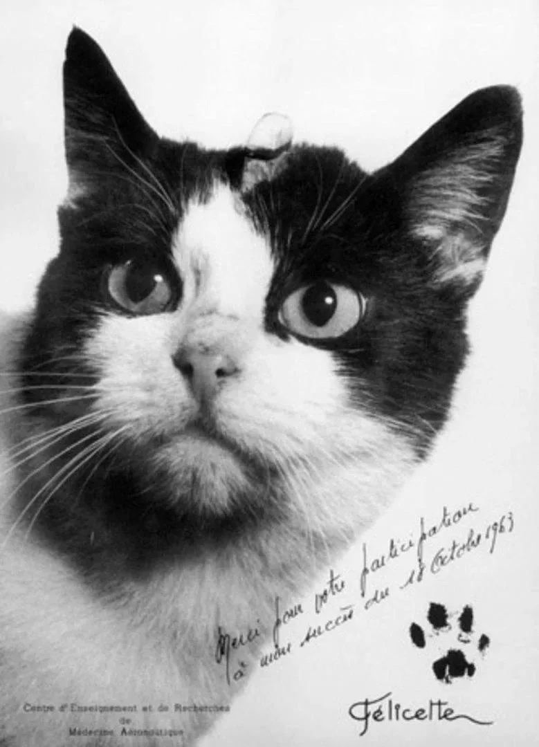 🐈‍⬛ КОШКА, КОТОРАЯ УЛЕТЕЛА В КОСМОС И ВЕРНУЛАСЬ НА ЗЕМЛЮ