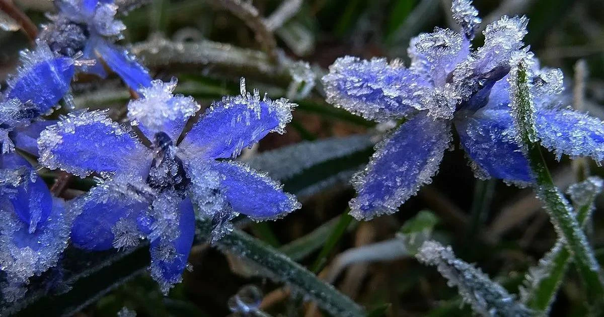 На этой неделе в Калининградской области ожидаются ночные похолодания🥶