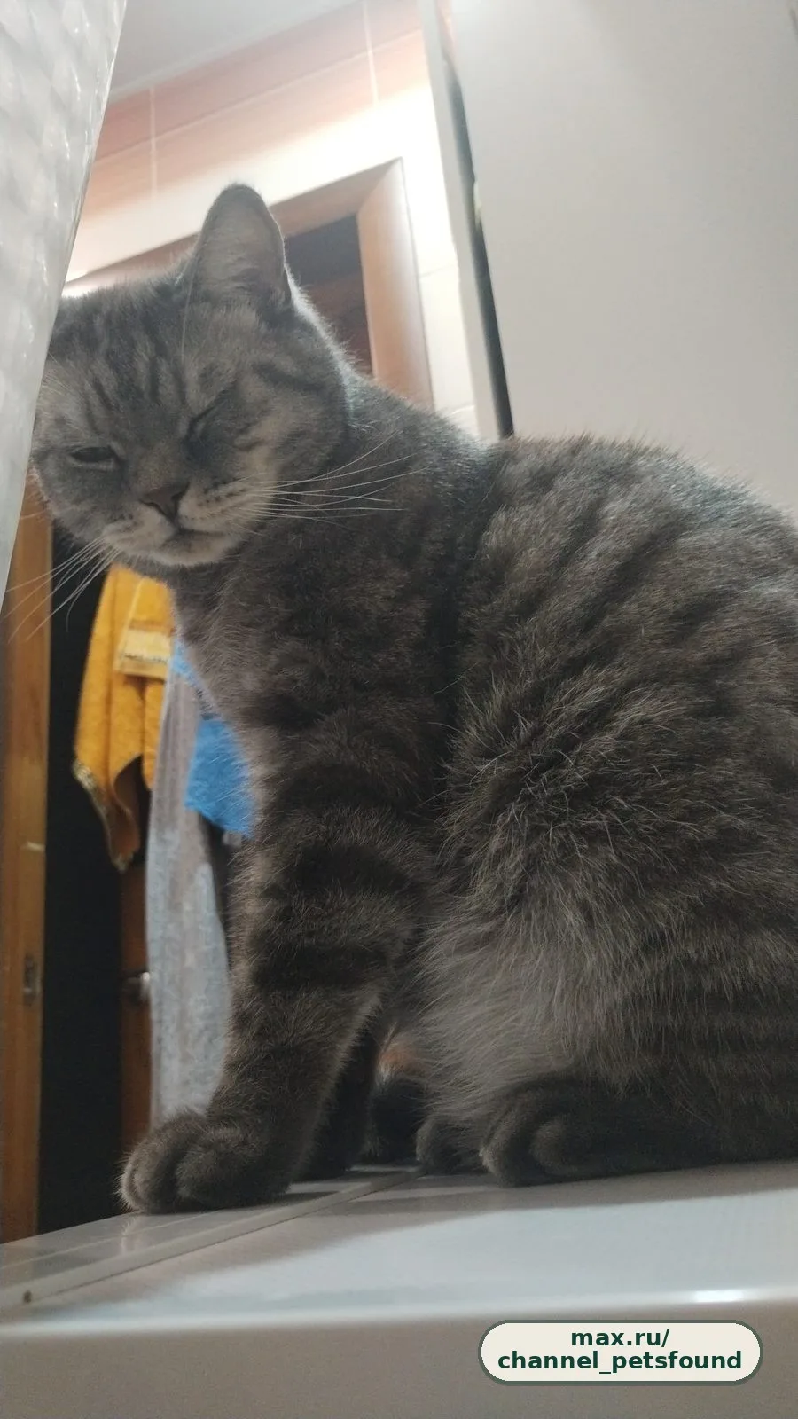 🐾 Пропал питомец — Бугуруслан