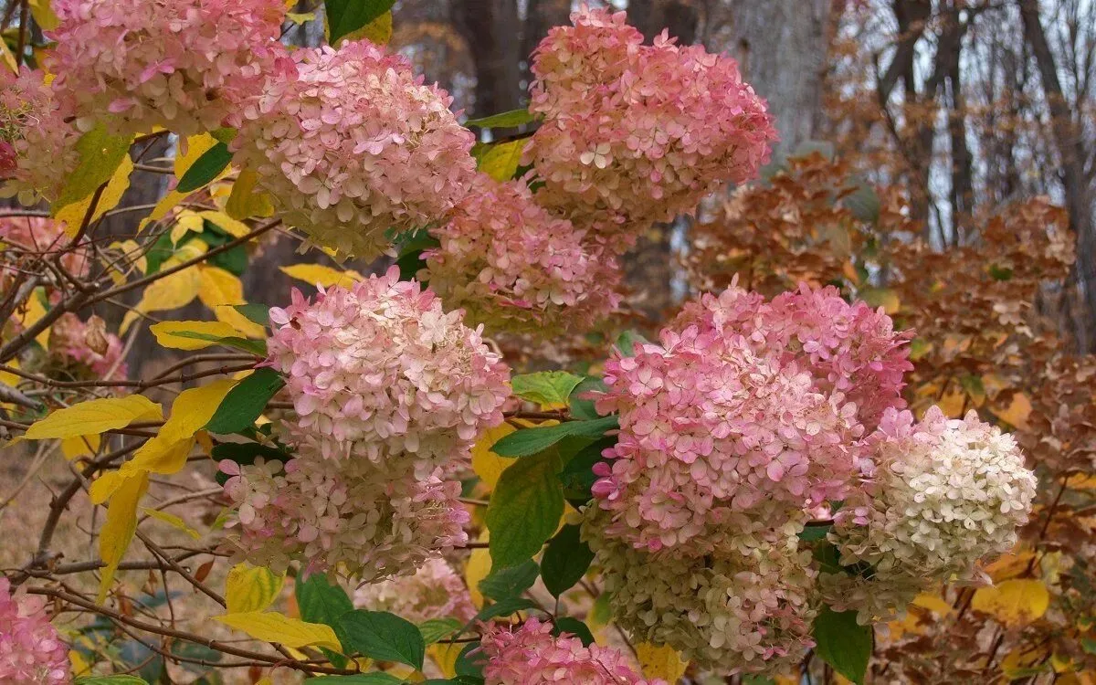 🌺🍂✨ «РОСКОШНАЯ КРУПНОЛИСТНАЯ ГОРТЕНЗИЯ»: Как сохранить цветочные почки и укрыть южную...