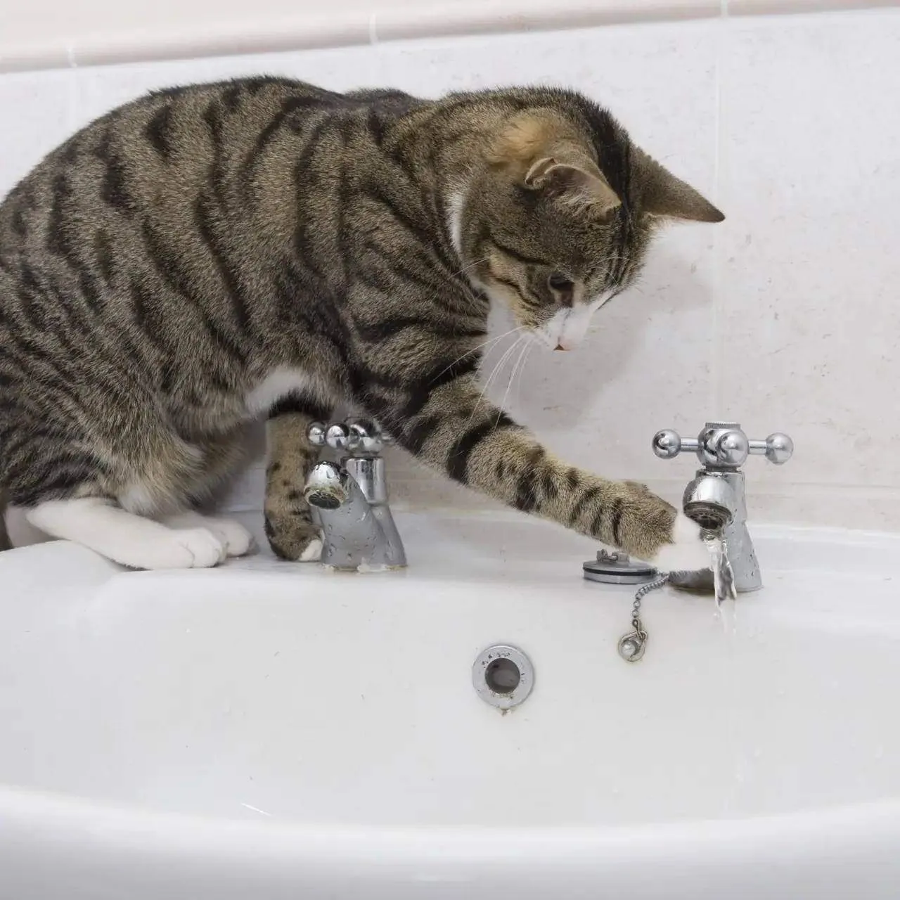 🐈 Кот затопил квартиру на 600 тысяч рублей