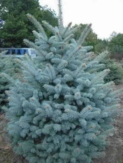 Ель колючая «Санта Фе» (лат. Picea pungens 'Santa Fe') — это декоративный сорт, выведен...