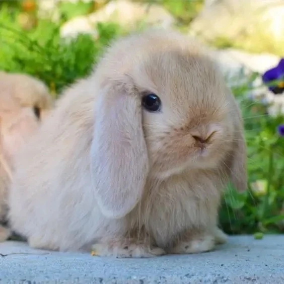 🐰 «Северный Ушастик» — это отдых, который лечит!