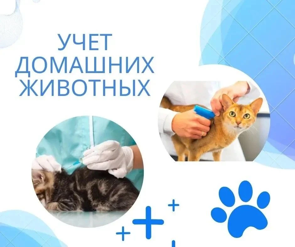 В сентябре 2025 года вступил в силу Порядок регистрации и учета домашних животных на те...