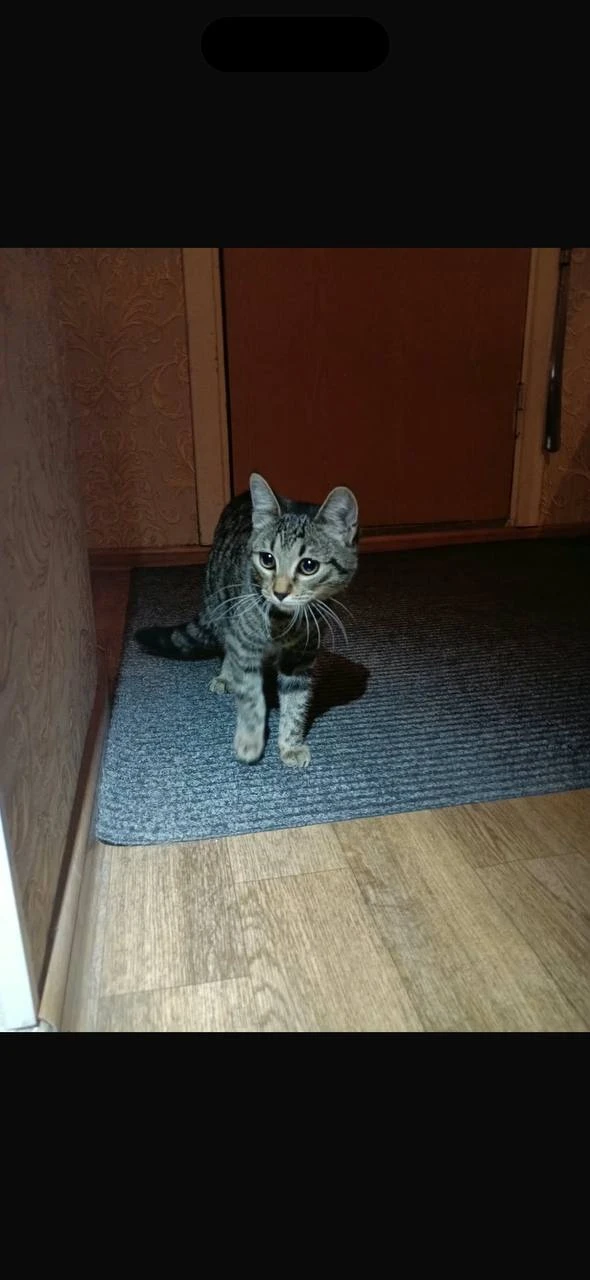 Здравствуйте,нашли кошечку на арбузова 8