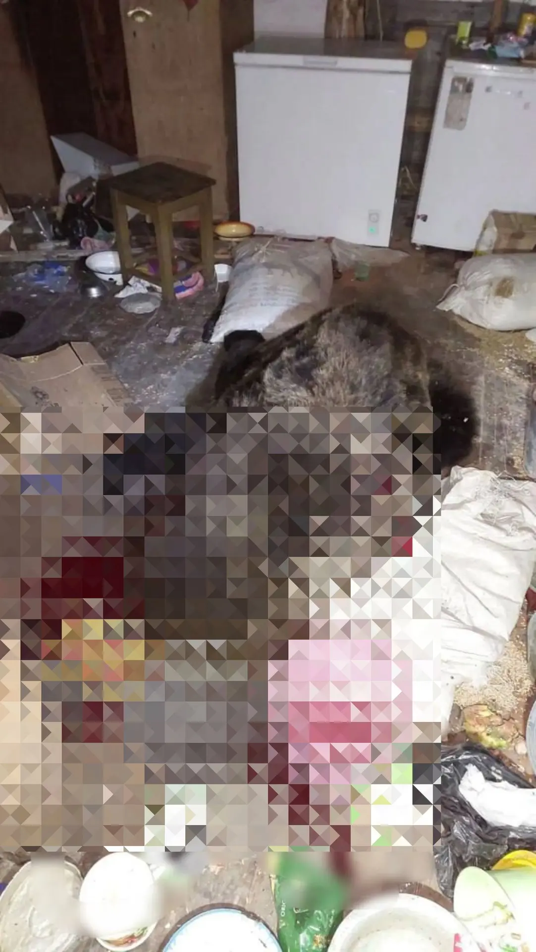 🐻 В Республике Алтай медведь ворвался в жилой дом и устроил погром. Человек успел убежать
