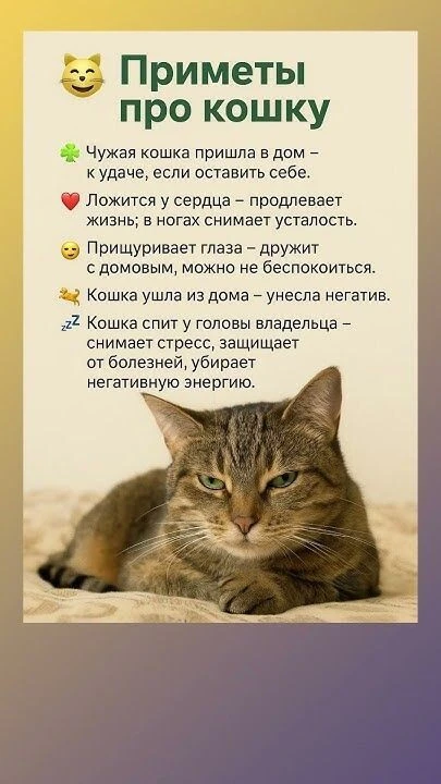 Приметы про кошку 🐱