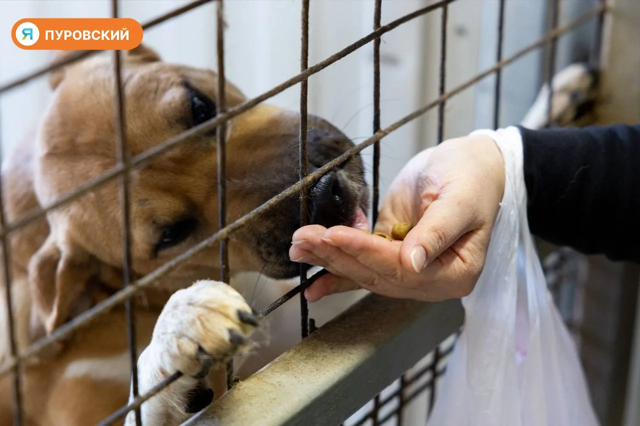 🐾 Не обязательно забирать домой: как помочь животным из приюта в Тарко-Сале