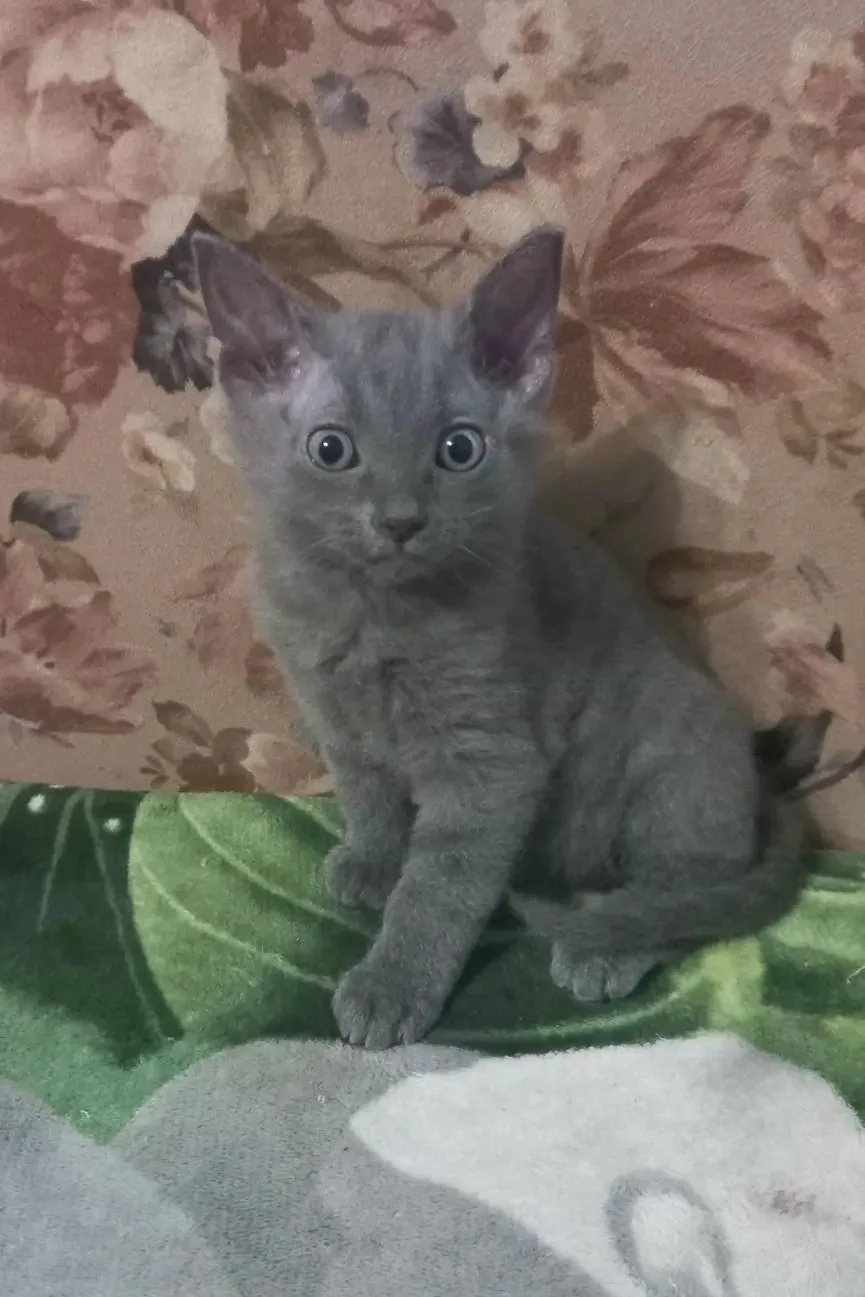 Отдам котят в добрые руки 89233338954
