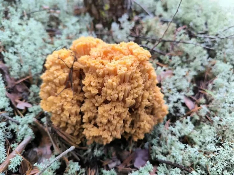 🍄 "Грибную лапшу" впервые нашли в лесу ХМАО