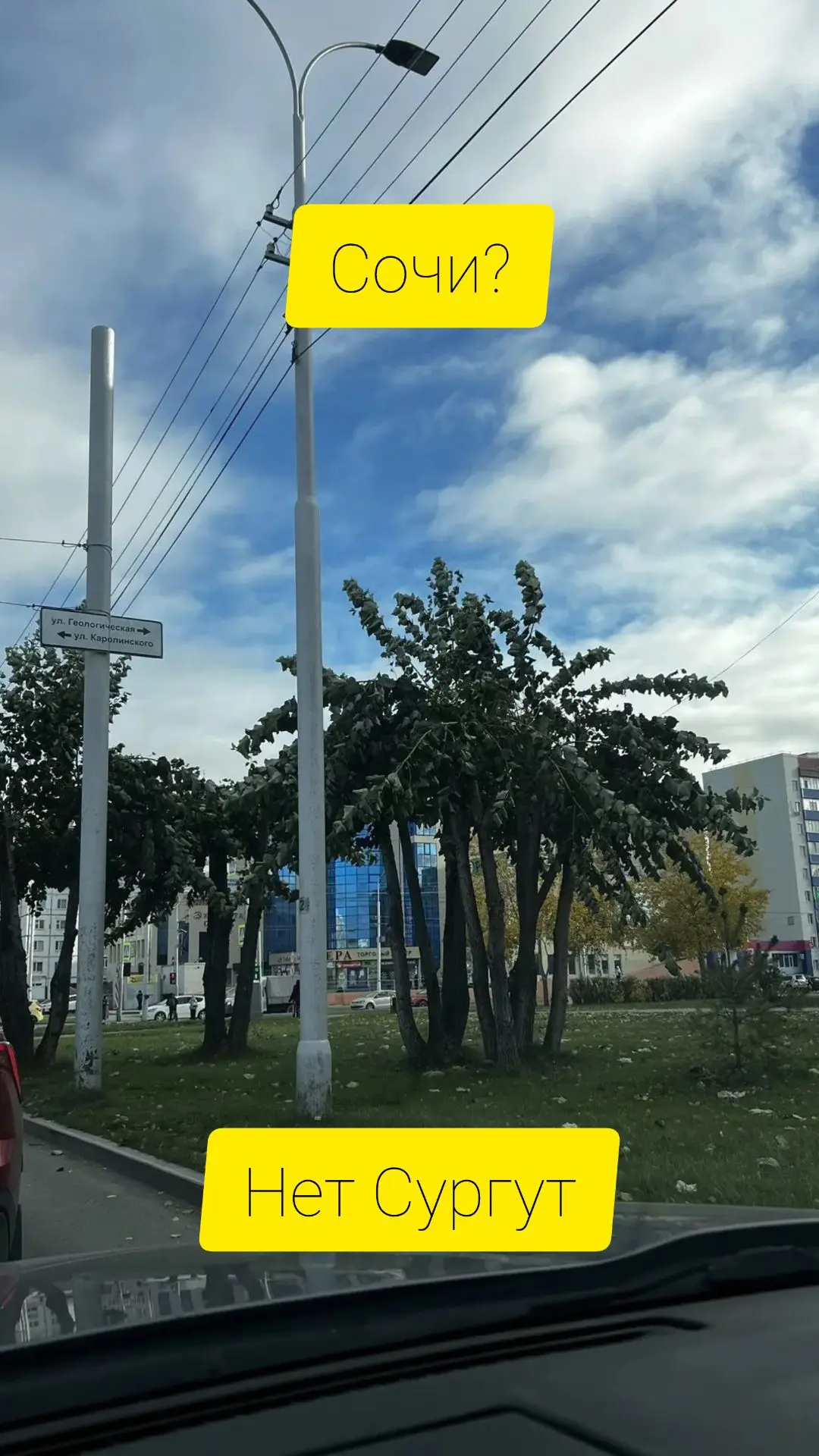 Пальмы по-Сургутски без снега