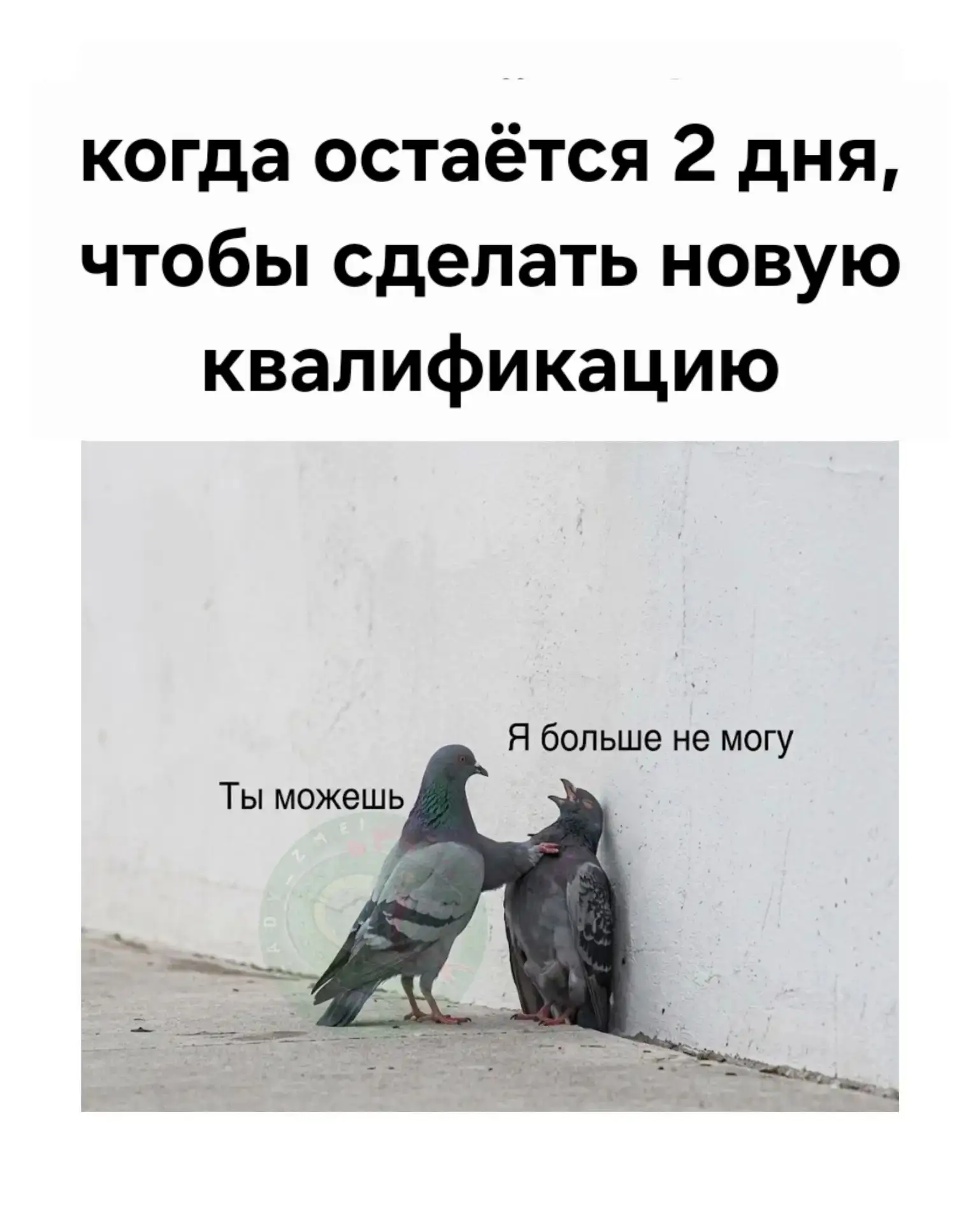 Коротко о мотивации и управлении в наших чатах за два дня до закрытия каталога)))