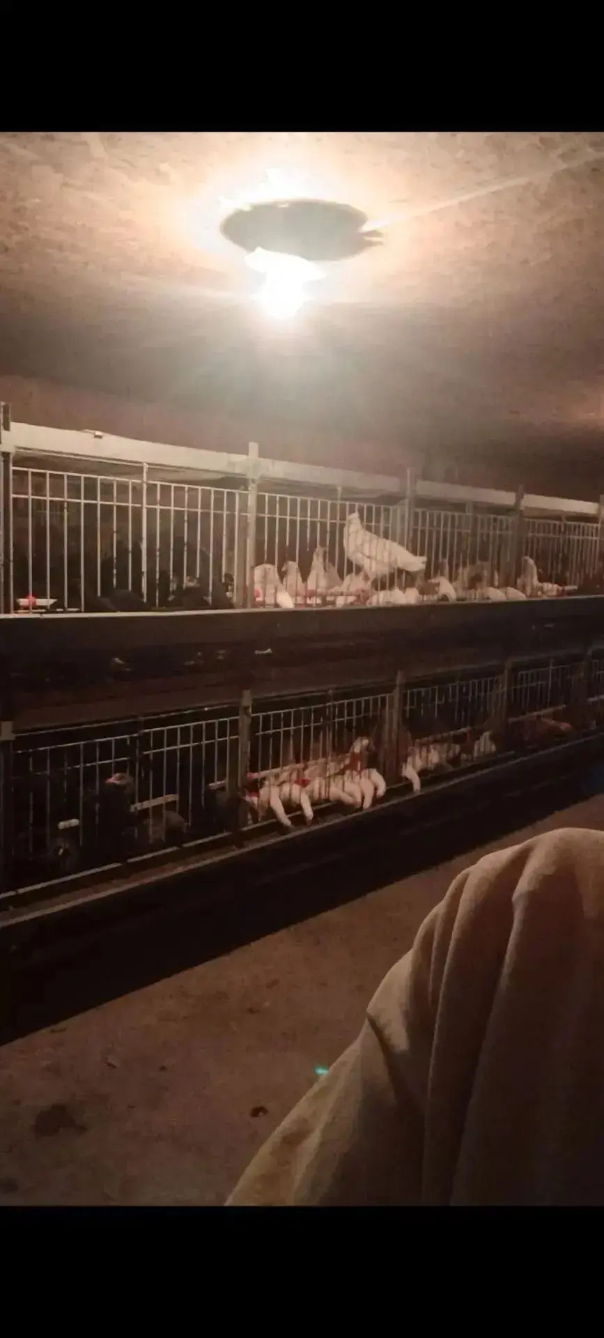 🐔 Защита птицеводческих хозяйств — в ваших руках! 💉