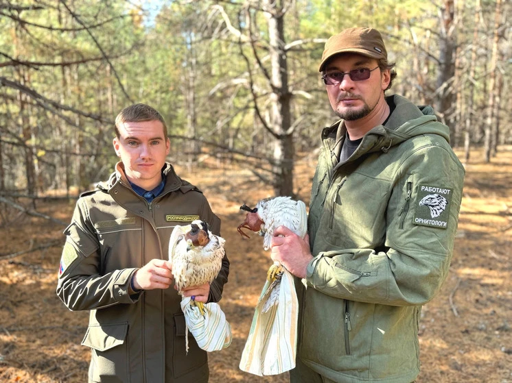В Тамбовской области снова выпустили на волю соколов балобанов