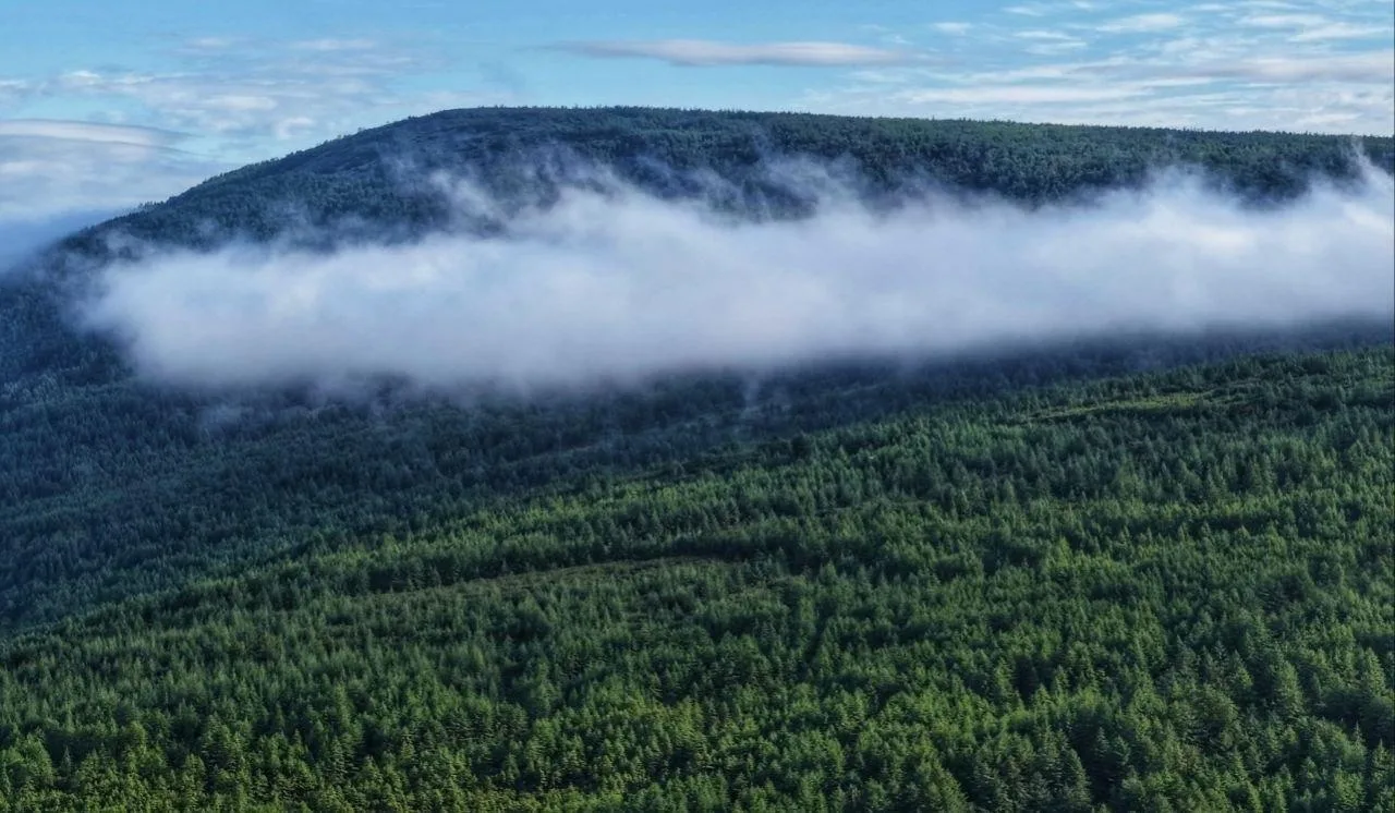 🌲 Колыма поднялась в «зелёном» рейтинге страны