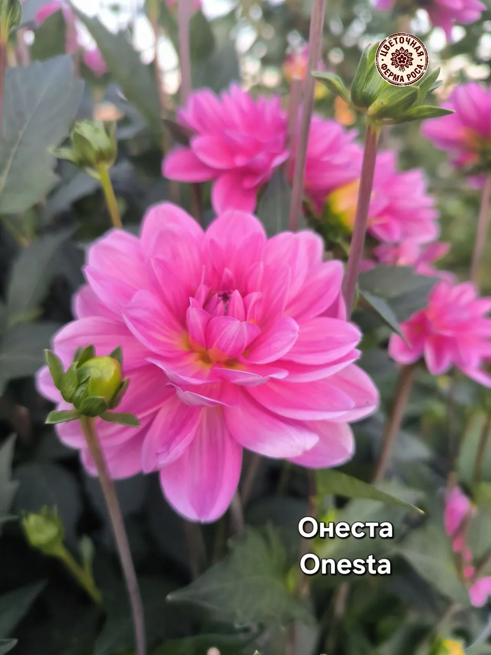 Фото