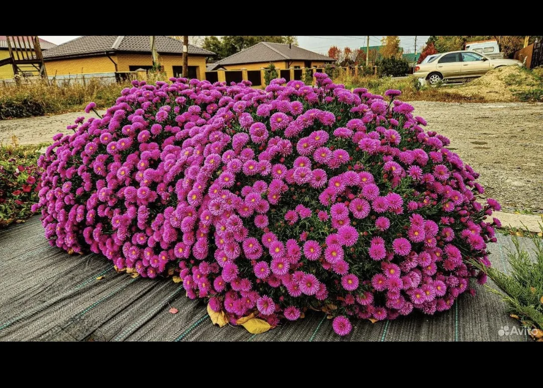 Доброе утро! 🍁 Сегодня у меня день отправки посылок! Отправляю прекрасную астру новобе...