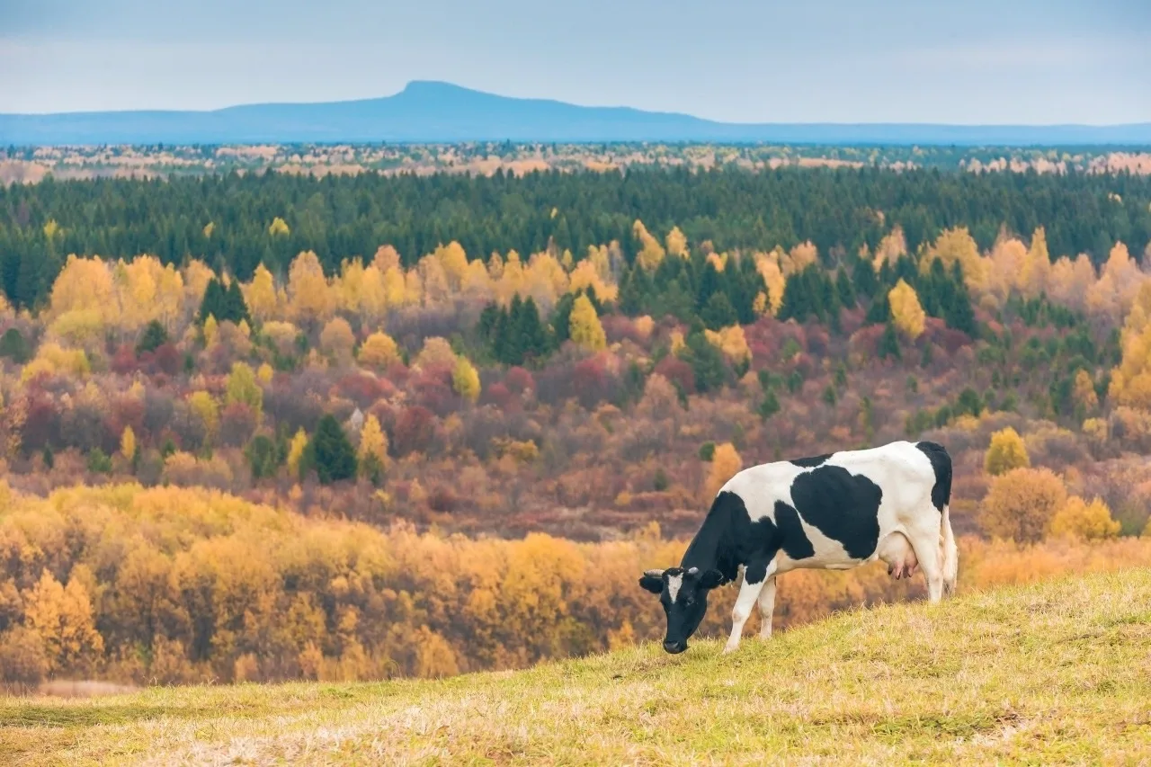 ⛰️ Силуэт горы Полюд